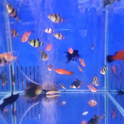 דגי נוי צבעוניים באקווריום בחנות אוכל לפילים במגדל העמק